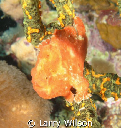 Frogfish in Bonaire taken with an Olympus 8080, Ikelite h... by Larry Wilson 